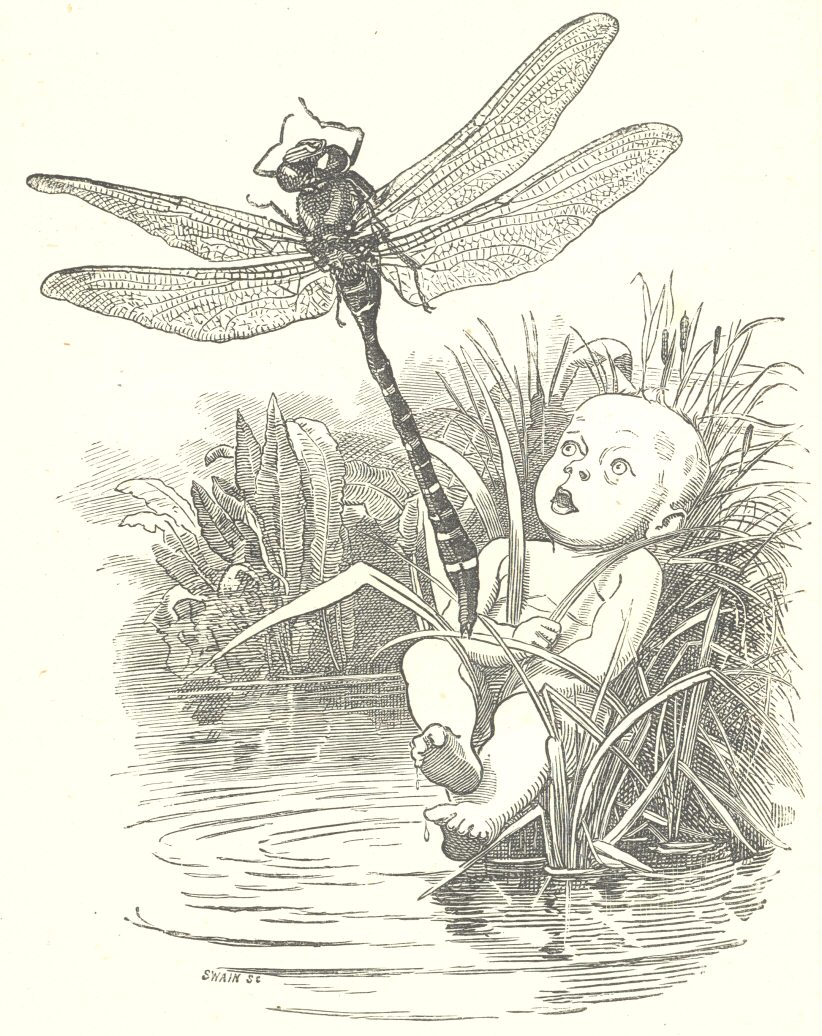 Tom and the dragon-fly
