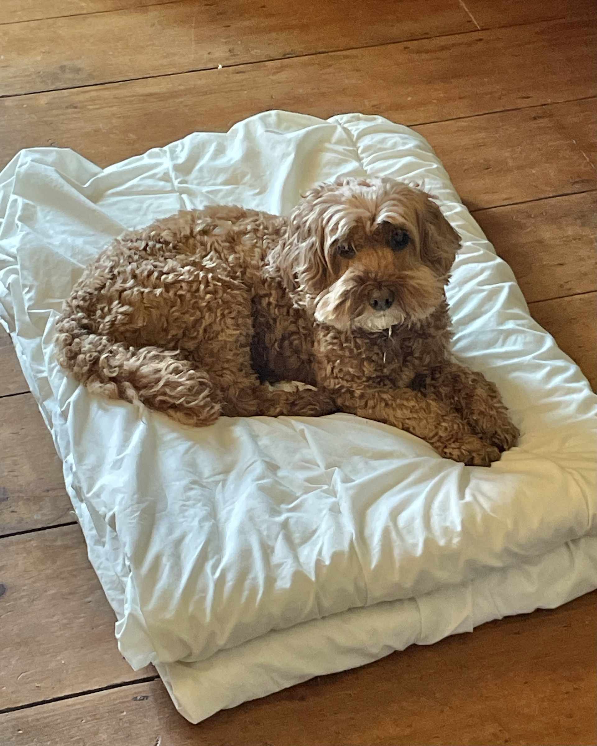 Bear on a mattress